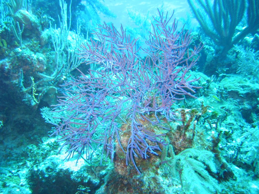 Deepwater Gorgonia