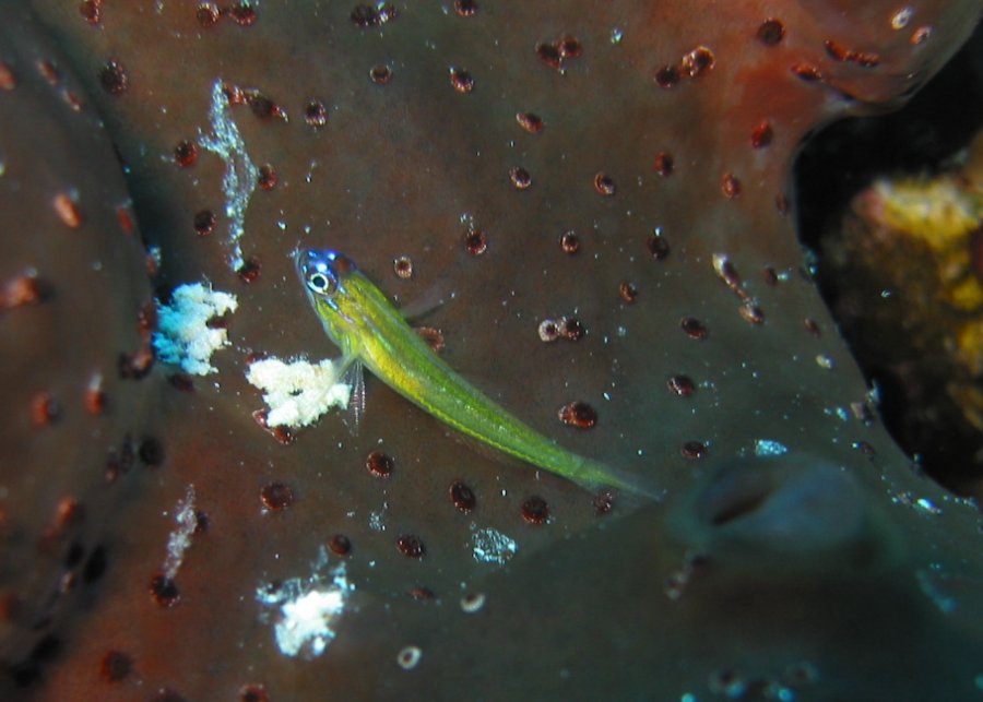 Cleaning Goby